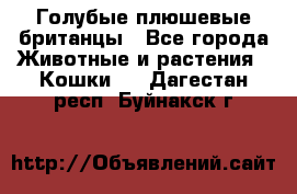 Голубые плюшевые британцы - Все города Животные и растения » Кошки   . Дагестан респ.,Буйнакск г.